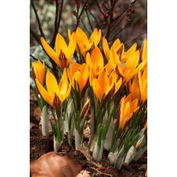Krokus Angustifolius - 10 cebulek