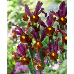 Irys holenderski - Red Ember - 10 cebulek