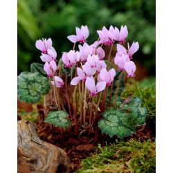 Cyklamen neapolitański - Cyclamen neapolitanum - duża paczka! - 10 szt.