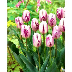 Tulipan Flaming Flag - opak. 5 szt.