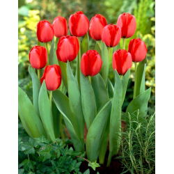 Tulipan Red Impression - duża paczka! - 50 szt.