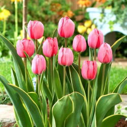 Tulipan Design Impression - duża paczka! - 50 szt.