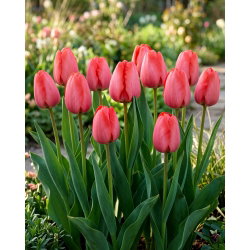 Tulipan Niigata - duża paczka! - 50 szt.