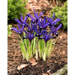 Irys botaniczny - Blue Note - duża paczka! - 100 szt.