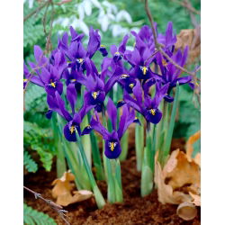 Irys botaniczny - Pixie - duża paczka! - 100 szt.