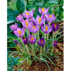 Krokus Barr's Purple - 10 cebulek