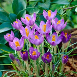 Krokus Barr's Purple - 10 cebulek