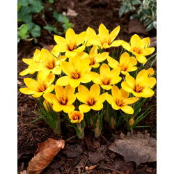 Krokus Korolkowii - duża paczka! - 100 szt.