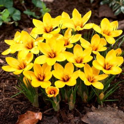 Krokus Korolkowii - duża paczka! - 100 szt.