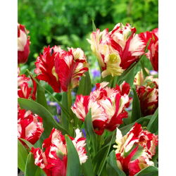 Tulipan Estella Rijnveld - 5 cebulek