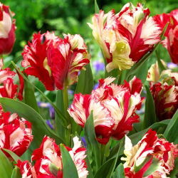 Tulipan Estella Rijnveld - 5 cebulek