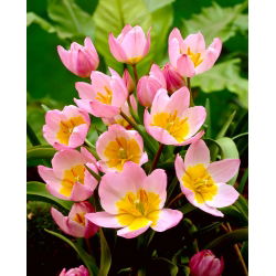 Tulipan botaniczny - Lilac Wonder - 5 cebulek