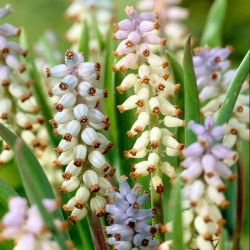 Szafirek Muscarimi - 5 szt.