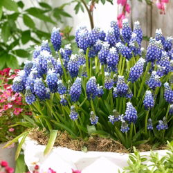 Szafirek Touch of Snow - duża paczka! - 100 szt.