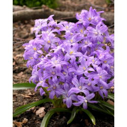 Śnieżnik lśniący fioletowy - Chionodoxa Violet Beauty - 10 cebulek