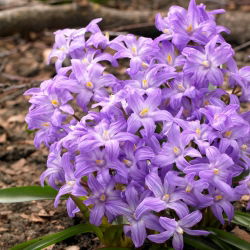Śnieżnik lśniący fioletowy - Chionodoxa Violet Beauty - 10 cebulek