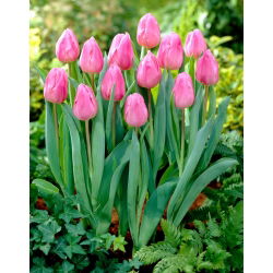 Tulipan Aafke - 5 cebulek