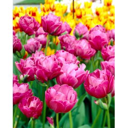 Tulipan Abigail - 5 cebulek
