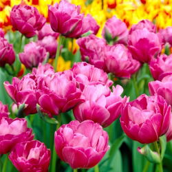 Tulipan Abigail - 5 cebulek