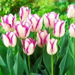 Tulipan Affaire - 5 cebulek