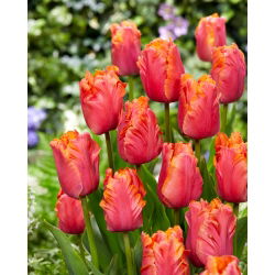 Tulipan Amazing Parrot - 5 cebulek