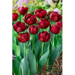 Tulipan Antraciet - 5 cebulek