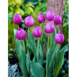 Tulipan Attila - 5 cebulek