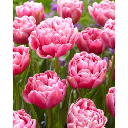 Tulipan Aveyron - 5 cebulek