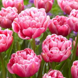 Tulipan Aveyron - 5 cebulek