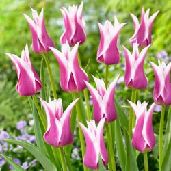 Tulipan Ballade - 5 cebulek