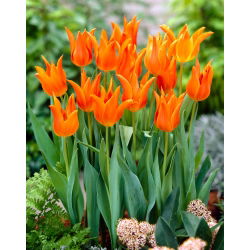 Tulipan Ballerina - 5 cebulek