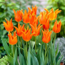 Tulipan Ballerina - 5 cebulek