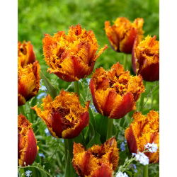 Tulipan Bastia - 5 cebulek