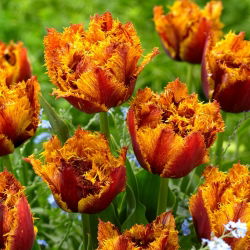 Tulipan Bastia - 5 cebulek