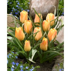 Tulipan Batalinii Bright Gem - 5 cebulek