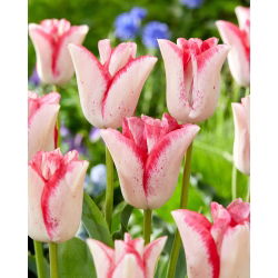 Tulipan Beauty Trend - 5 cebulek