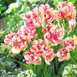 Tulipan Belicia - 5 cebulek