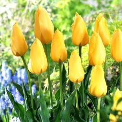 Tulipan Big Smile - 5 cebulek