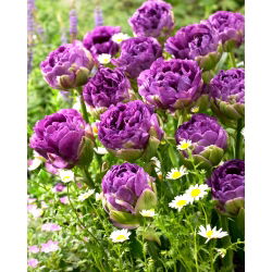 Tulipan Blue Wow - 5 cebulek