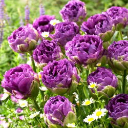 Tulipan Blue Wow - 5 cebulek