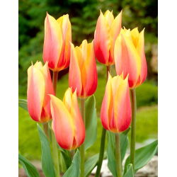 Tulipan Blushing Beauty - 5 cebulek