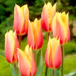 Tulipan Blushing Beauty - 5 cebulek