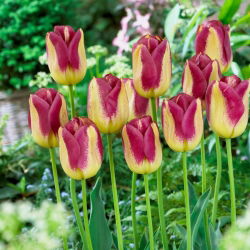 Tulipan Boston - 5 cebulek