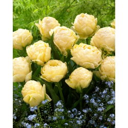 Tulipan Bowl of Beauty - 5 cebulek