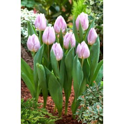 Tulipan Candy Prince - 5 cebulek