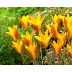 Tulipan Chrysantha Tubergen's Gem - 5 cebulek
