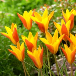 Tulipan Chrysantha Tubergen's Gem - 5 cebulek