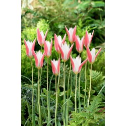 Tulipan Clusiana Lady Jane - 5 cebulek