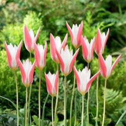 Tulipan Clusiana Lady Jane - 5 cebulek