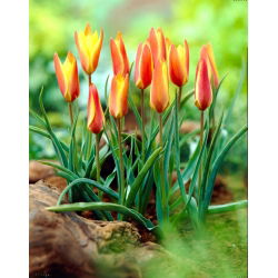 Tulipan Clusiana Sheila - 5 cebulek